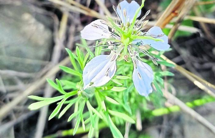 How near Toulouse they prevent a beautiful little endangered flower from disappearing