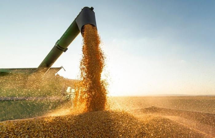 Morocco will maintain import subsidies for milling wheat until April 2025