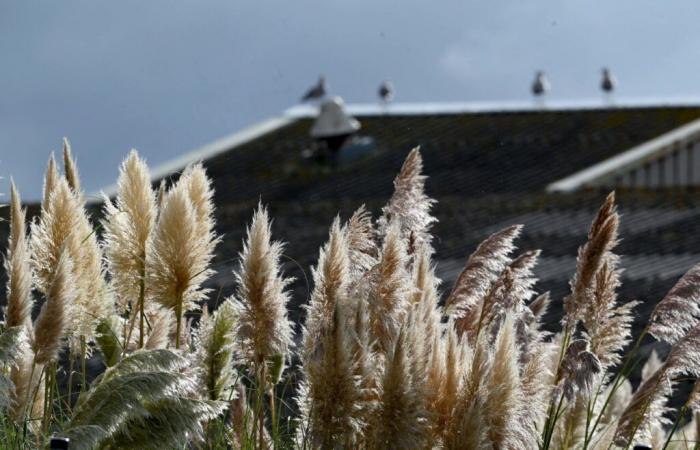 How to avoid the devastating effects of invasive plants? Advice from specialists