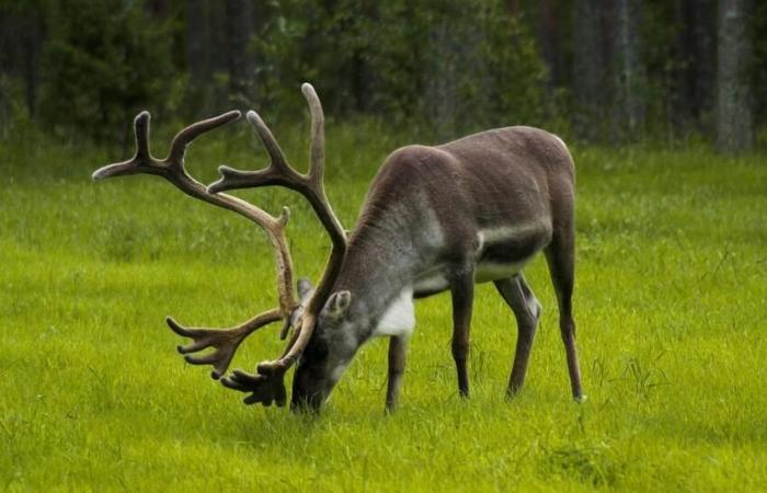 Two reindeer have disappeared: a call for witnesses launched to find Aïka and Snow as quickly as possible