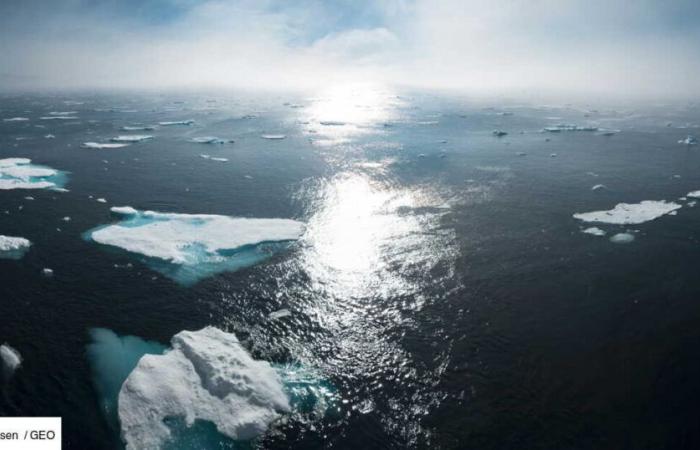 Hidden in the icy waters of Greenland, this 6 meter long shark may hold the key to our longevity