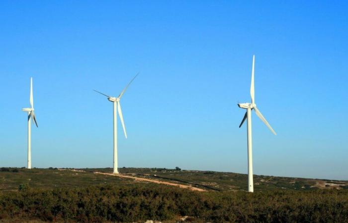 France Nature Environnement takes EDF to court for the death of hundreds of falcons at the foot of the Aumelas wind turbines