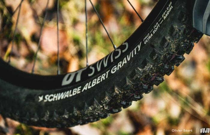 Schwalbe Albert Radial: different approach, conclusive result! ⋆ Vojo