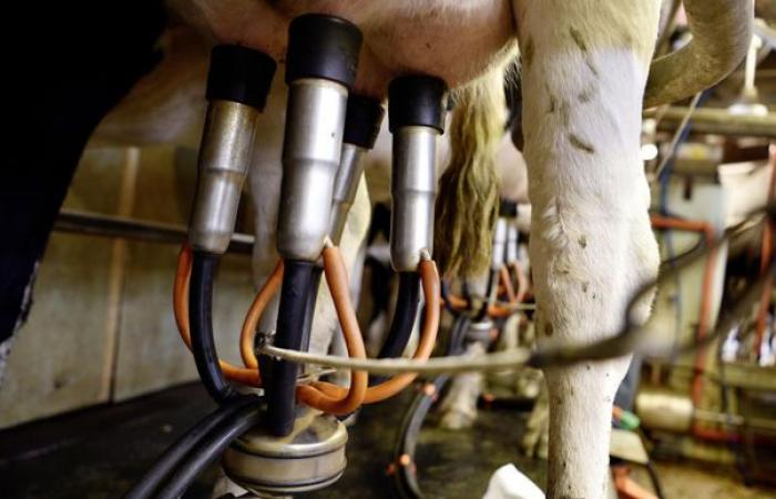 The price of milk passes the €500/t mark in Europe