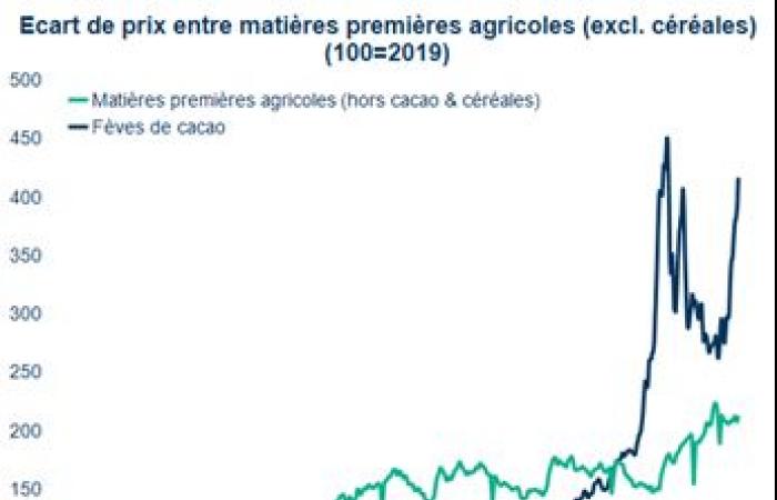 Cocoa prices rise by 50% before the holidays