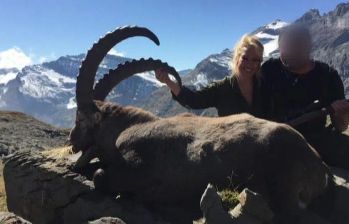 Foreign hunters can once again hunt ibexes in Valais