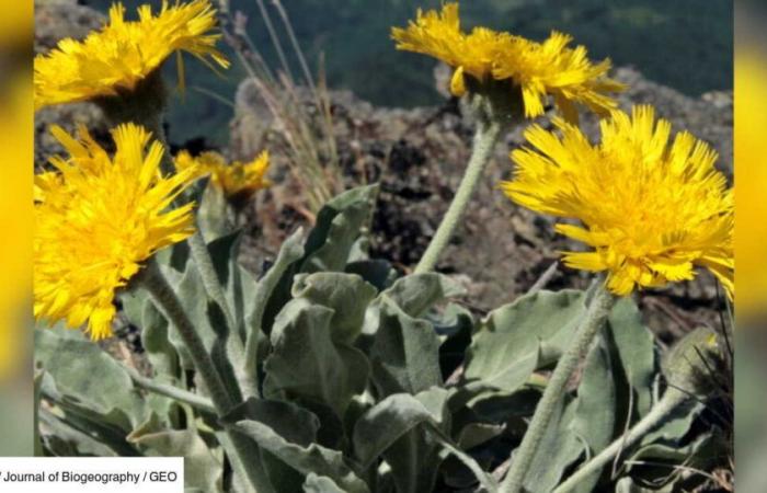 One of the oldest land plants has survived the upheavals of the climate