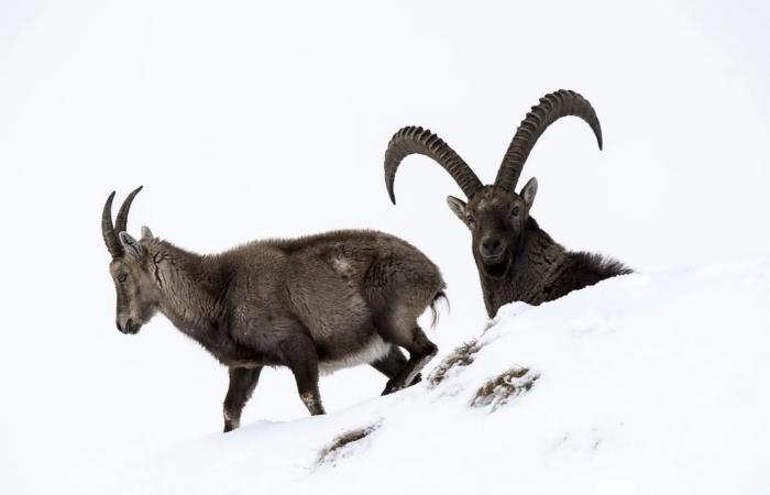 Foreign hunters can once again hunt ibexes in Valais