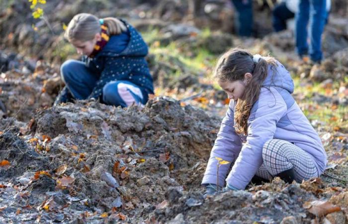 Clamart: children to reforest the Meudon forest