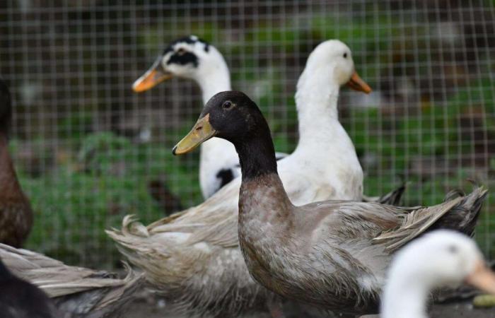 Avian flu: mutations that reinforce the fear of human-to-human transmission