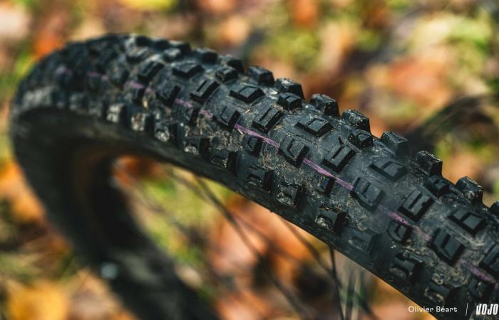 Schwalbe Albert Radial: different approach, conclusive result! ⋆ Vojo