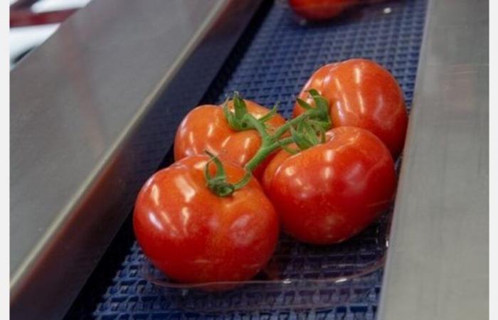 In November, European tomato prices were at least 9% above the five-year average