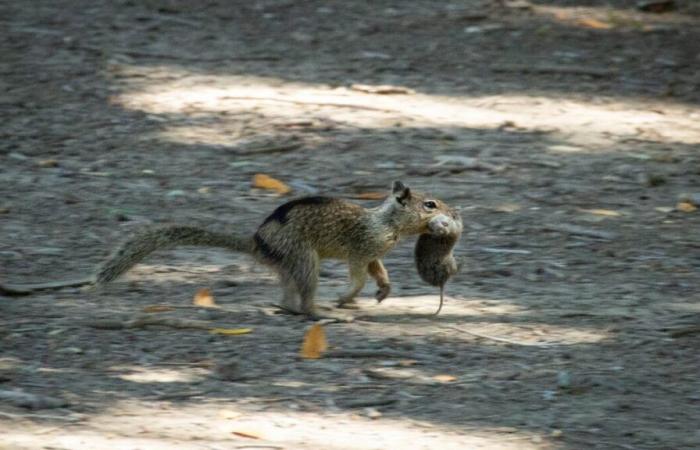 Charming predators: in California, bloodthirsty squirrels