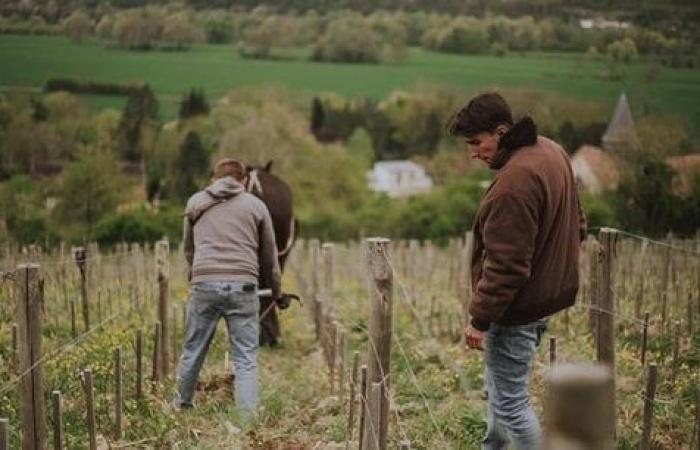 when the vine takes root in the land of cider