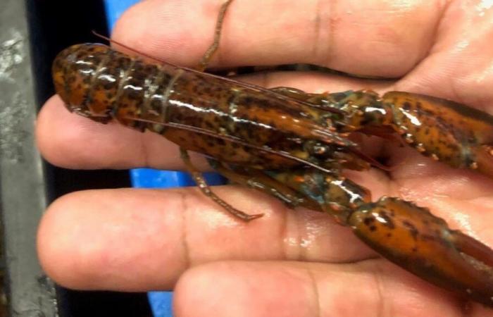 The Canadian Lobster Research Network is relaunched