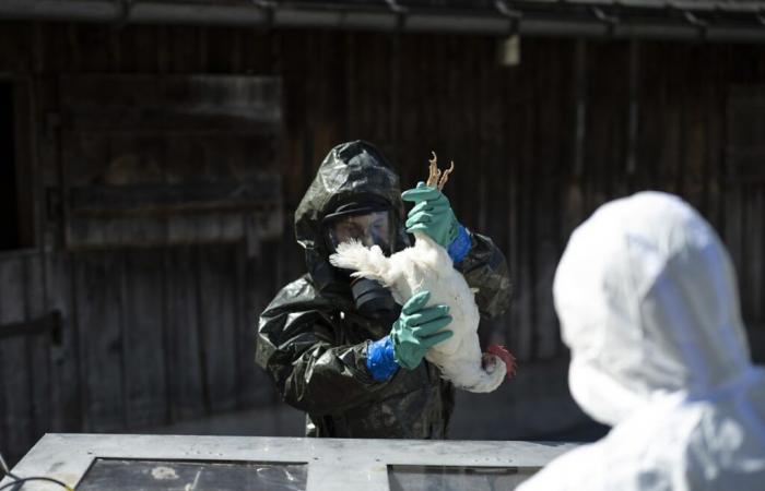 First serious case of avian flu detected in humans in the USA