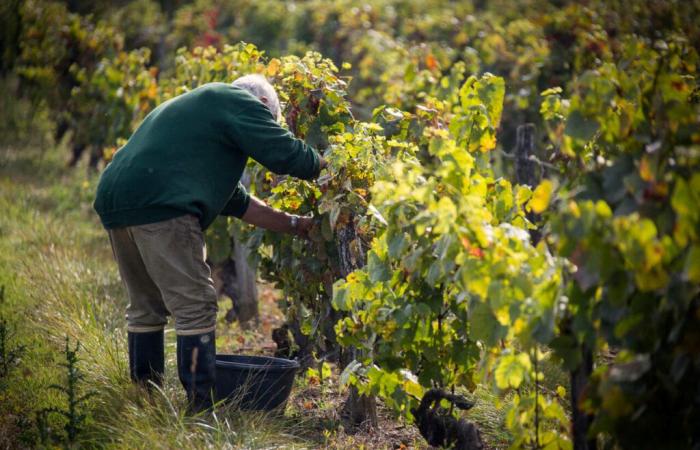 Here are the communes of the Pyrénées-Orientales where the vines will disappear the most