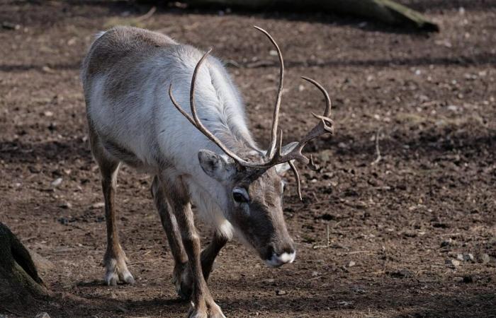 Two reindeer escape from a shelter in Bas-Rhin: a wanted notice launched