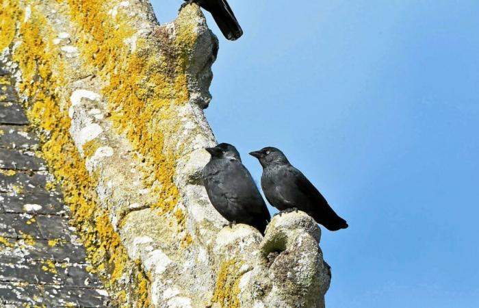 Jackdaw: the orders authorizing their slaughter in Brittany canceled by the courts