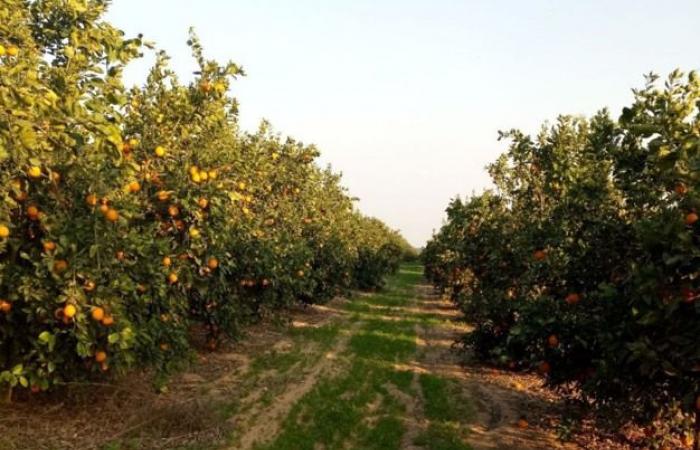 Reduction of export subsidies for Egyptian citrus fruits