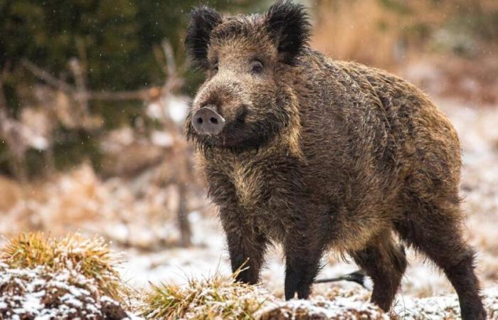 a new wild boar threatened with euthanasia touches Brigitte Bardot and thousands of French people