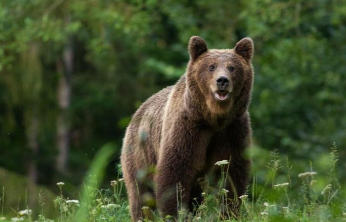 A hunter dies crushed by the corpse of a bear… shot by another hunter