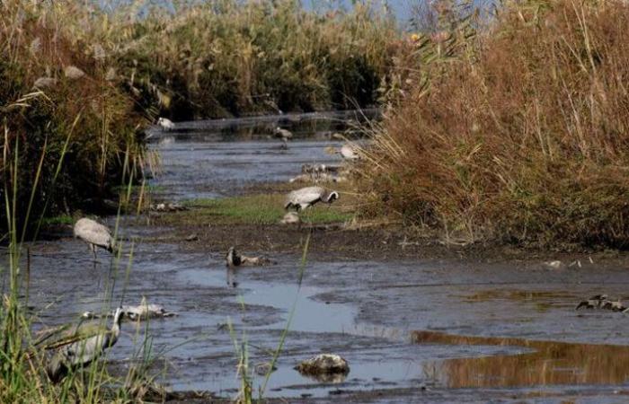 First serious case of bird flu in humans in the United States