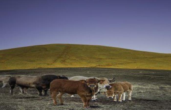 “Pature Massif Central”: in defense of sustainable and modern livestock farming