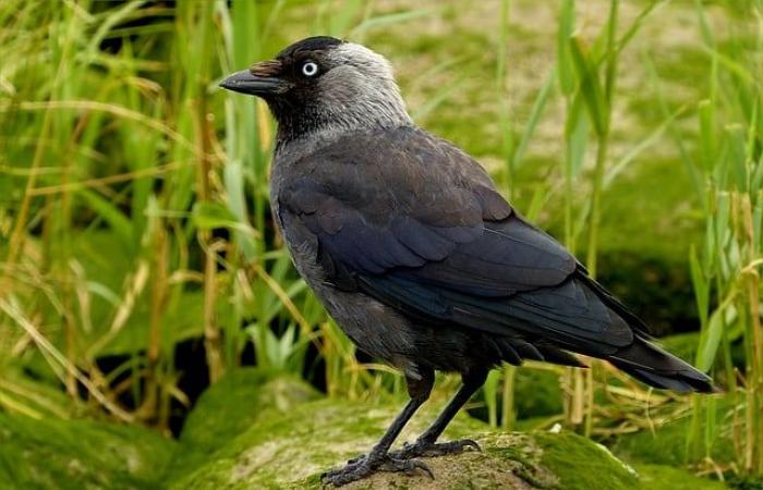 Cancellation of orders to cull jackdaws in Brittany: Incomprehension!