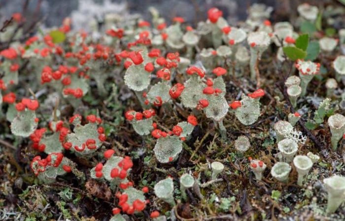 A first work on lichens in Quebec