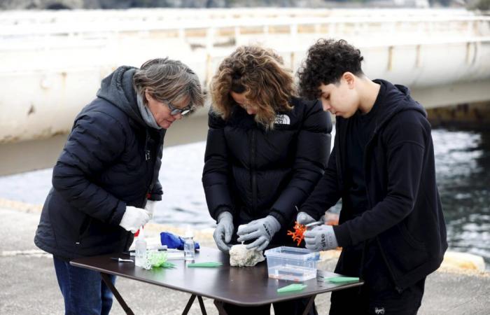 In Toulon, the secrets of coral in the Mediterranean revealed to schoolchildren