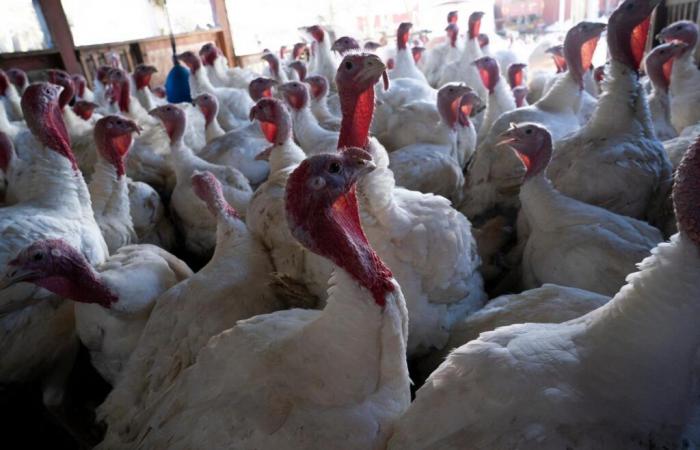 First serious case of avian flu detected in humans in the United States