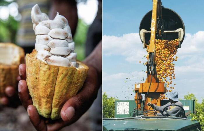 Coffee, cocoa, orange juice… How high will the prices of raw materials rise?