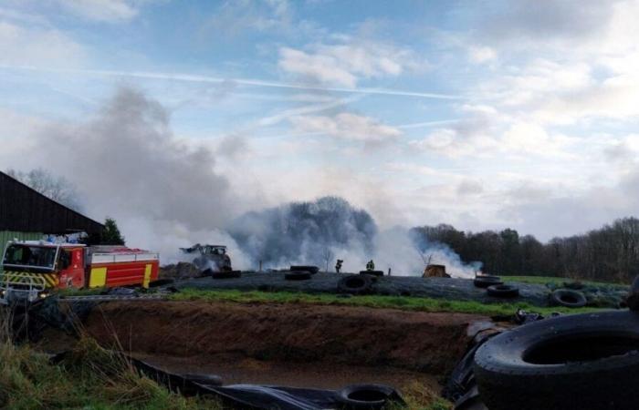 cows and buildings saved by firefighters