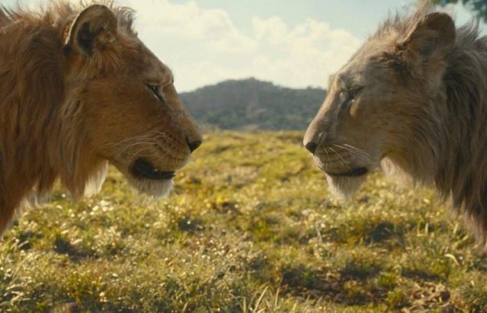 “You feel like you’re beating up your idol”: ‘Mufasa’, the origin story that will change the way you see ‘The Lion King’ – Movie news