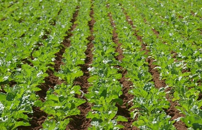 Morocco invests $850 million to modernize agricultural practices