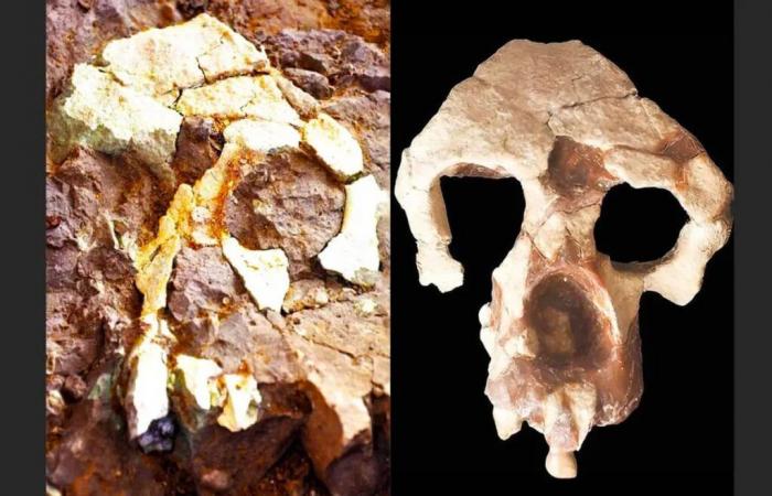 Humans originated in Europe, not Africa, fossil discovery suggests