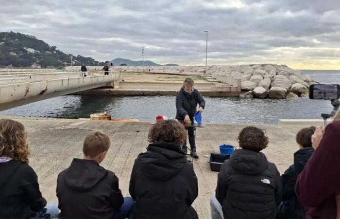 In Toulon, college students are saving the ocean with a unique coral rehabilitation project