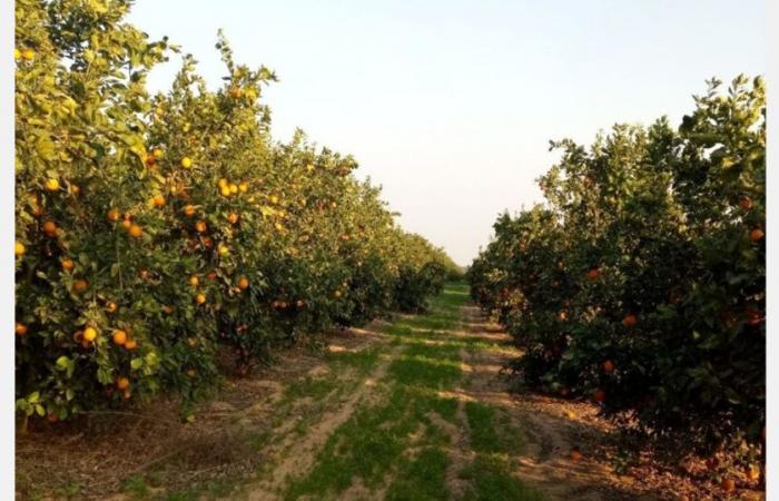 Reduction of export subsidies for Egyptian citrus fruits