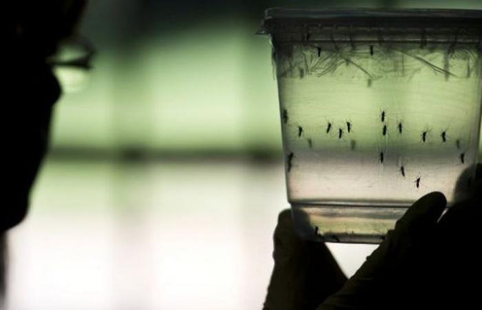 With more than 7,000 deaths, the dengue epidemic is wreaking havoc in the Caribbean and America this year