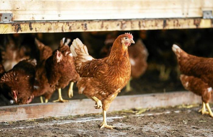 Avian flu: no outbreak declared in France for a month, the risk level lowered