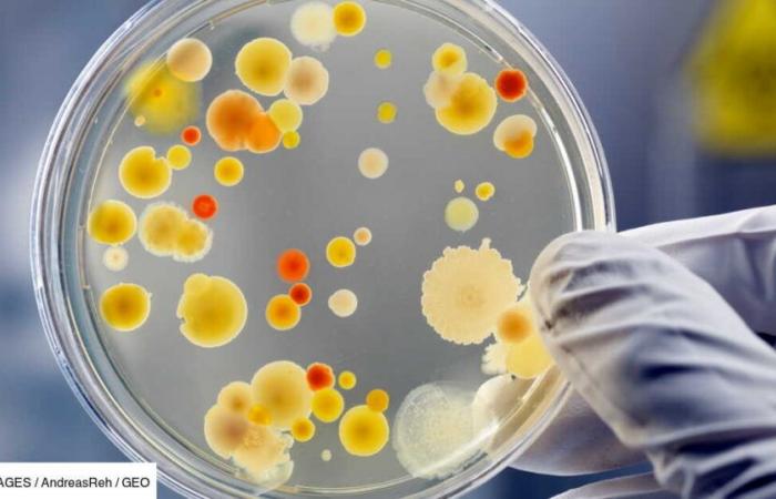 An invisible threat? The creation of “mirror bacteria” raises serious concerns for our health and ecosystems