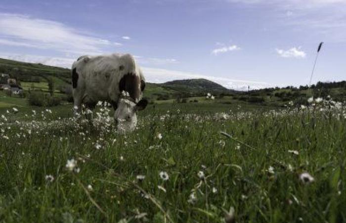 “Pature Massif Central”: in defense of sustainable and modern livestock farming