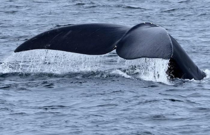 Off the coast of Massachusetts | Two whales entangled in fishing gear