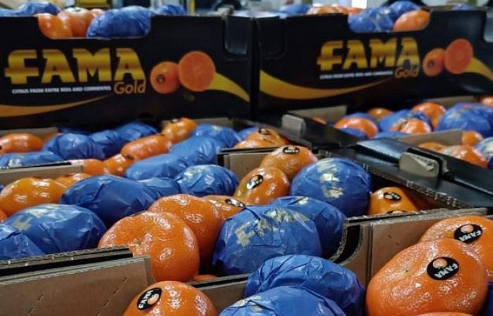 “We cannot compete with the prices of Egyptian citrus fruits”