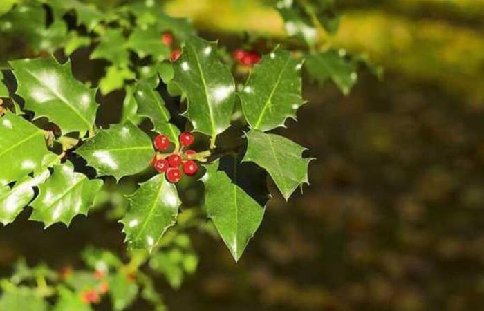 Cold, bright day with sunny spells and showers