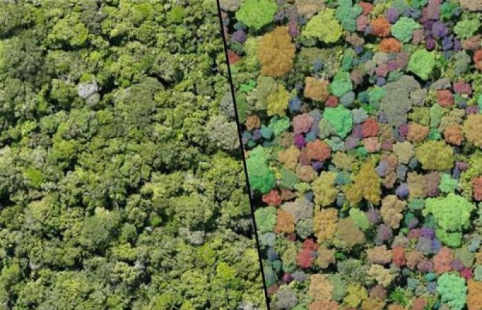 UdeM researchers are revolutionizing the mapping of tropical forests