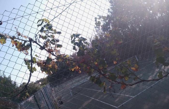 Unusual: this Castres tennis club won the Coupe de France… vegetable gardens