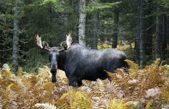 Poaching in the Matane wildlife reserve