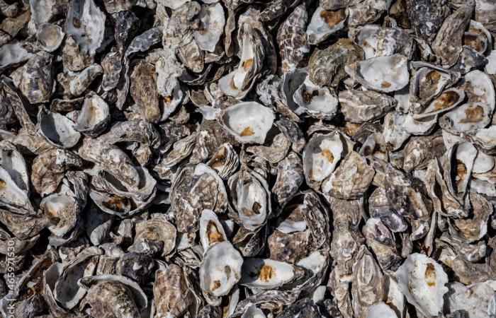 Near Dijon. This town collects oyster shells, here’s what it will do with them